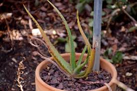 Image result for Aloe lutescens