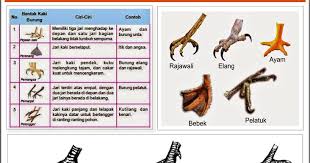 Contoh sketsa gambar burung elang dan teknik mewarnainya. 670 Gambar Kaki Hewan Unggas Terbaik Gambar Hewan