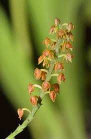 Image result for Polystachya galeata