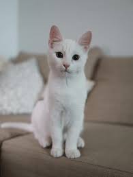 Check spelling or type a new query. Caring Pet Cremation In Canberra Pet Memorial Australia