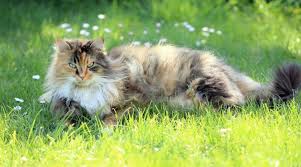 Shedding occurs for different reasons, but depends largely on the amount of time your cat spends outdoors or whether your cat is purely an indoor cat. Do Cats Shed More In The Summer