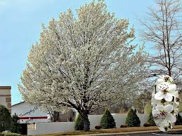 The bradford pear tree, also known as the pyrus calleryana or callery pear, is a deciduous tree growing across much of north america. Pyrus Calleryana Bradford Pear Callery Bradford Pear Callery Pear North Carolina Extension Gardener Plant Toolbox