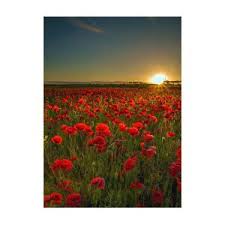 Sunset At Poppy Field by Danny Birrell Photography