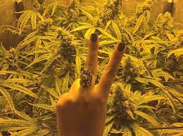 A hybrid lighting system is where a growing facility installs both led and hps lighting (or even two different styles of lamps such as combining hps and mh) in one grow space. Indoor Lighting Guide For Beginners Led Hps And Hqi Girls In Green