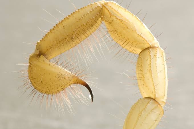 Scorpions | National Geographic