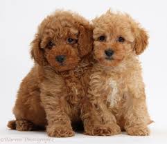 Spoodle poodle puppies for sale. Dogs Two Cute Red Toy Poodle Puppies Photo Wp39329