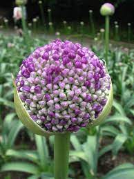 Allium Giganteum Allium Is A Monocot Genus Of Flowering Plants Informally Referred To As The Onion Genus Fl Onion Flower Allium Giganteum Beautiful Flowers