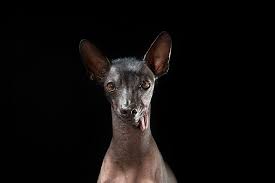 The hairless dog has smooth, sturdy, and tight fitted skin, and the coated one has a short flat coat. Photographer S Portraits Of Hairless Dogs Warn Of The Dangers Of Messing With Nature Petapixel