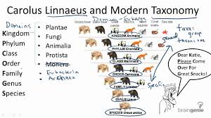 13 1 2 carolus linnaeus and modern taxonomy