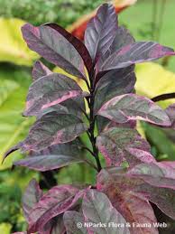 Image result for Pseuderanthemum