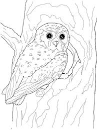 This article created on the july 9, 2021, by alisha legerstee. Printable Owl Coloring Pages Hard And Easy 101 Coloring