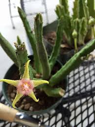 Image result for Eulophia flavopurpurea