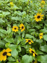 Image result for Oxyanthus biflorus