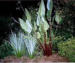 Image result for Thalia geniculata