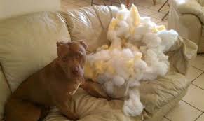 50 Lol Animal Pics 1 22 11 With Images Pitbull Dog Attack Pitbulls Pitbull Dog