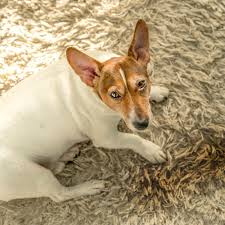 Der blick auf den hundekot beugt. Haushaltstrick So Verschwindet Der Geruch Von Hunde Urin Endgultig Aus Deinem Teppich Bunte De