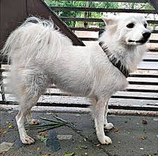 Kerala Owner Abandons Dog Says Pomeranian Had Illicit Affair Thiruvananthapuram News Times Of India