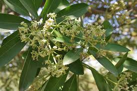 Image result for Alstonia congensis