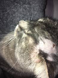 Indoor only cat up until 6 months ago. My Cat Has A Bald Patch On Top Of Head It Is A Soft Bump But Also In One Of The Ears Petcoach