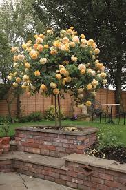 Golden Celebration Front Flower Beds Rose Garden Design Flower Bed Designs