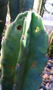 One of my cacti is a paddle cactus. Questions Archives Page 7 Of 20 Cactus Jungle