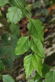 Image result for Halleria lucida