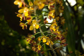 Image result for Graphorkis