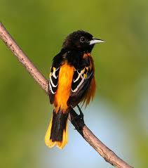 From wikipedia, the free encyclopedia. Baltimore Oriole Male Baltimore Orioles Birds Oriole Bird Beautiful Birds