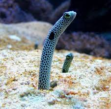 Spotted Garden Eel U00bb Aquarium Hobbyist Resource And Social Networking Community Pics Views Garden