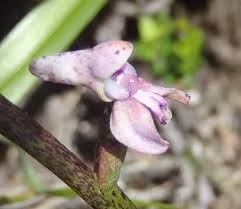 Image result for Disa aconitoides