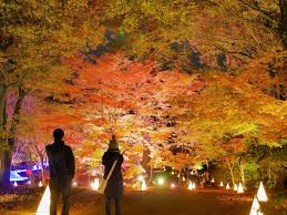 2020 関東の人気紅葉スポットでもみじ狩り 名所の見頃 ライトアップ情報など Go To トラベルで行こう トラベルコ