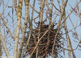 Aider Les Corbeaux Freux A Construire Leurs Nids Pour Mieux Les Controler Ornithomedia Com Corbeau Corbeau Freux Grand Corbeau
