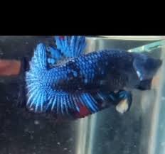 Cupang avatar gordon harga 4 jt tapi sesuai dengan kualitas. Ikan Cupang Avatar Gordon Satria Carita