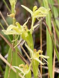 Image result for Liparis