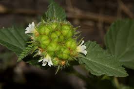 Image result for Melochia corchorifolia