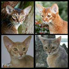 4 Main Recognized Colors Of Abyssinian Cats In America Ruddy Is Called Usual In Europe Uk Red Is Also Known As Sorrel Or Ci Abyssinian Cats Cat Colors Cats