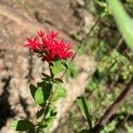 Image result for Rhodopentas