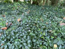 Image result for Vinca minor