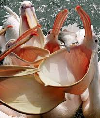 Black And White Bird With Long Orange Beak In Scotland Hungry Pelicans Beautiful Birds Birds Animals Beautiful