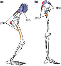Diagram of glutes and hamstrings. Rearrangement Of Gluteal Origins And Insertions A Gorilla And B Download Scientific Diagram