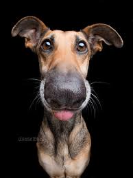 Tongue Out Tuesday By Wieselblitz Sudip Das S Blog
