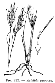 Image result for Stipagrostis uniplumis