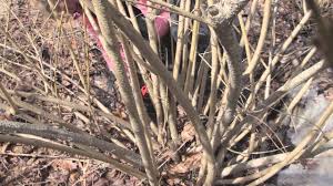 How To Prune Forsythia Youtube