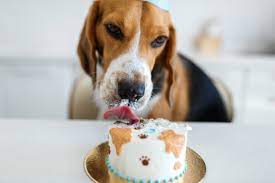 Your small home business dog bakery can compete with large companies online, and your size gives you an advantage! The Best Dog Bakery Dc Has To Offer Great Pet Care