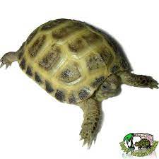 Baby Horsfield Tortoises For Sale Uk