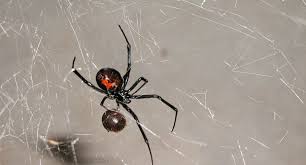 They also use their webs to trap prey such as flies, mosquitoes, grasshoppers. Black Widows
