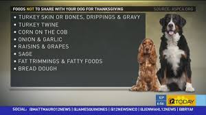 How to take care of your english cocker spaniel 10 Thanksgiving Foods Your Dog Shouldn T Eat Kare11 Com