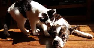 Visite à domicile de chats. Garde D Animaux Avec Visite A Domicile Comment Cela Se Passe
