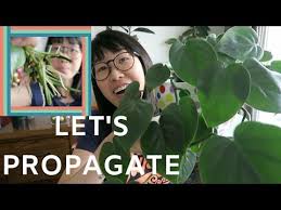 Divide the root ball where you see the natural divisions. Video Heartleaf
