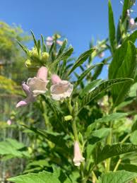 Image result for Sesamum triphyllum